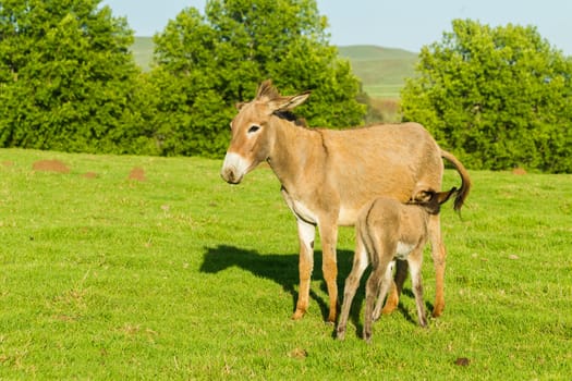 Donkey with new born ass animal outdoor fields farmlands scenic summer mountains landscape.