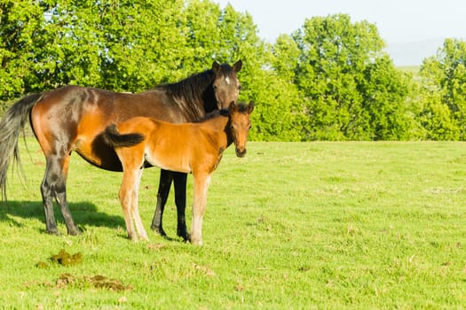 Horses new born foal outdoor fields farmlands scenic summer mountains landscape.