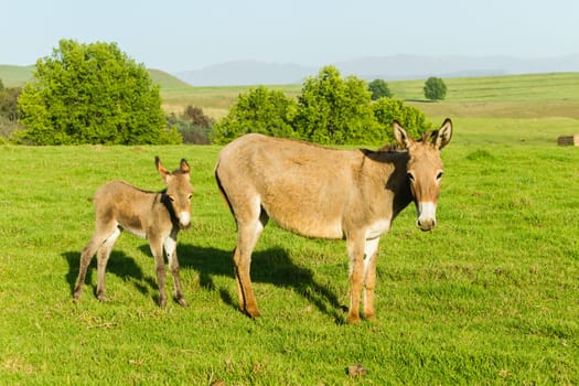 Donkey mare with new born ass  foal farmlands scenic summer mountains landscape.