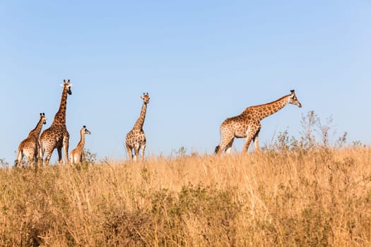 Wildlife animals giraffes on park reserve plateau in morning blue sky.