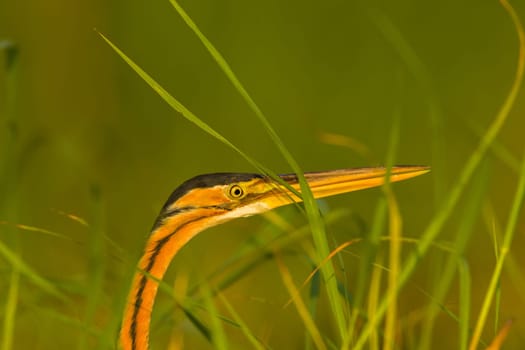 Bird purple heron head beak closeup  green reeds fishing waters.