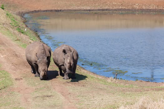 Wildlife safari reserve park morning rhino wildlife animals drinking at waterhole morning mirror reflections closeup photo.
