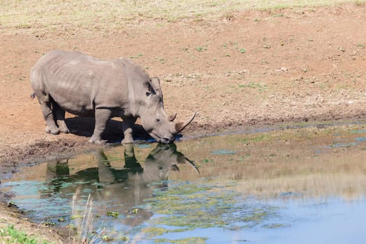 Wildlife safari reserve park morning rhino wildlife animals drinking at waterhole morning mirror reflections closeup photo.