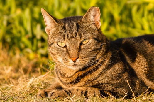 Cat animal head eyes closeup sun warming outdoors.