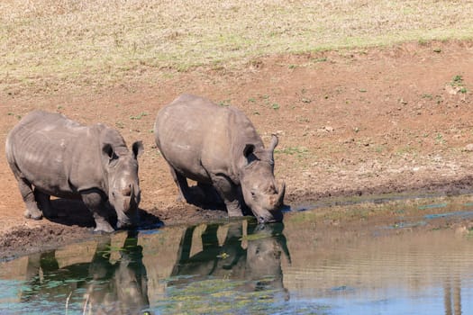 Wildlife safari reserve park morning rhino wildlife animals drinking at waterhole morning mirror reflections closeup photo.