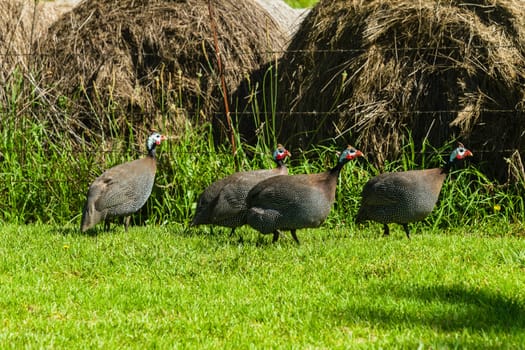 Guinea-fowl helmeted birds closeup farmlands mountains.