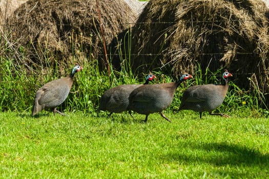 Guinea-fowl helmeted birds closeup farmlands mountains.