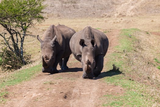 Wildlife safari reserve park morning rhino wildlife animals drinking at waterhole morning mirror reflections closeup photo.