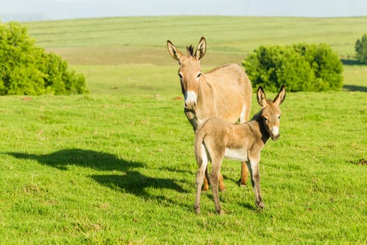 Donkey with new born ass animal outdoor fields farmlands scenic summer mountains landscape.