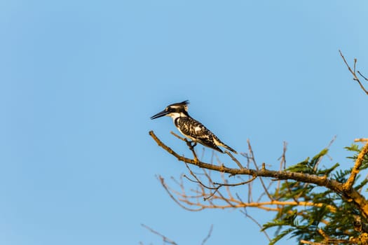 Bird pied kingfisher species in wetland habitat on tree brach.
