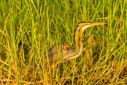 Bird purple heron head beak closeup  green reeds fishing waters.
