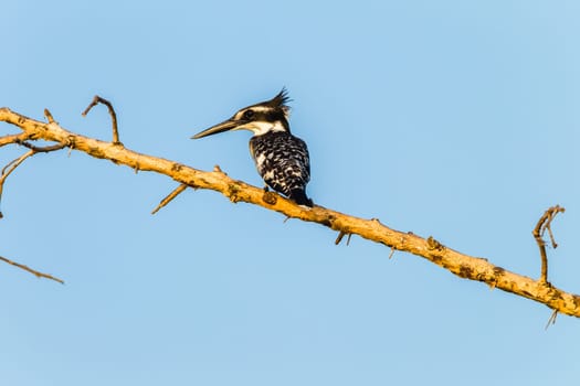 Bird pied kingfisher species in wetland habitat on tree brach.