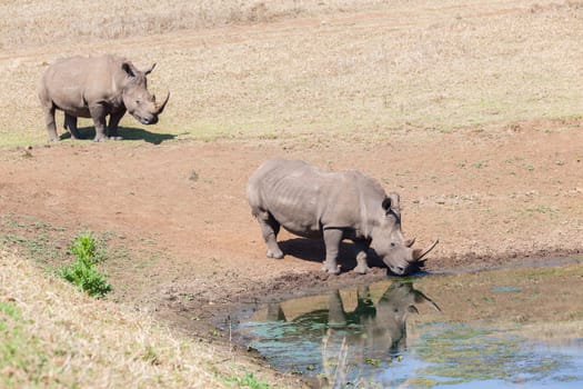 Wildlife safari reserve park morning rhino wildlife animals drinking at waterhole morning mirror reflections closeup photo.