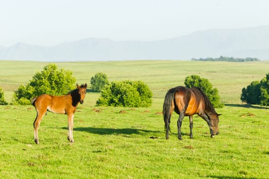 Horses new born foal outdoor fields farmlands scenic summer mountains landscape.