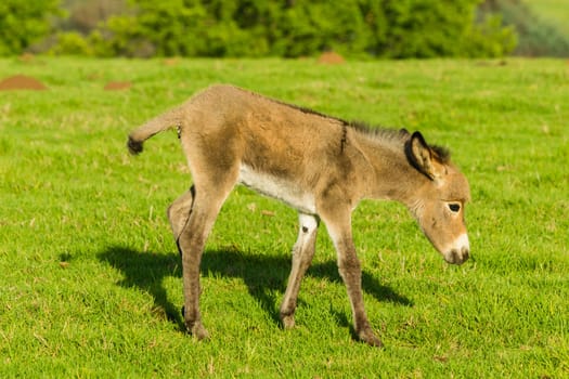 Donkey with new born ass animal outdoor fields farmlands scenic summer mountains landscape.