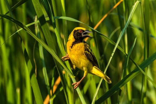 Bird weaver species  afternoon perch water reeds closeup nature photo..