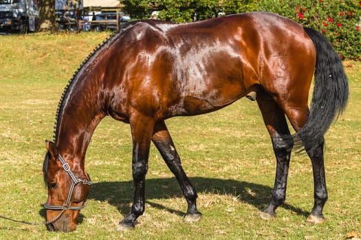 Horse equestrian show jumping animal closeup grooming.