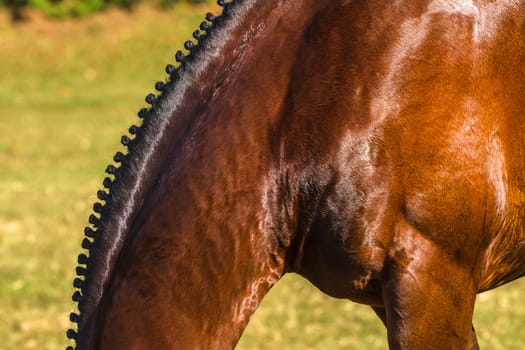Horse equestrian show jumping animal closeup grooming.