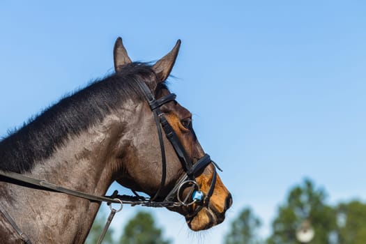 Horse eye head bridle closeup portrait detail of equestrian animal.