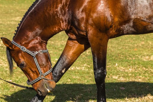 Horse equestrian show jumping animal closeup grooming.