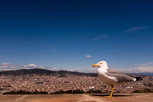 Seagull perching on wall against cityscape. A view of Barcelona from Montjuïc castle, blue sky,  horizontal composition, copy space.