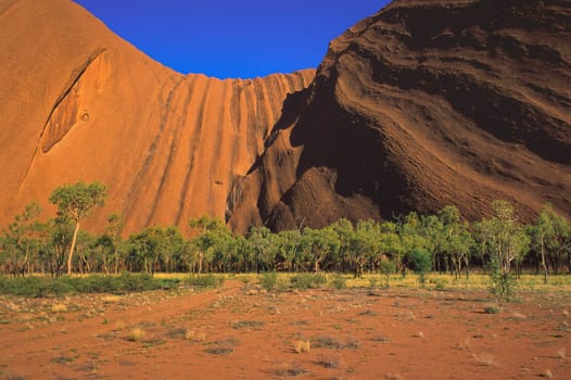 Morning sunlight emphasize the streaks on the surface of Uluru, a variety of trees and grasses growing on the southern side of the rock formation, Uluru-Kata Tjuta National Park, Northern Territory - Australia