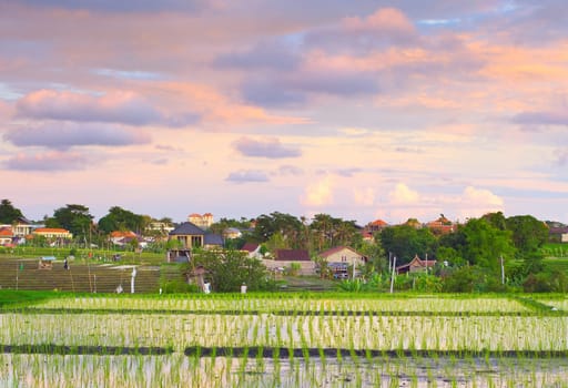 Rice fields terraces, rural landscape with small village, Bali, Indonesia