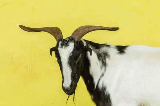 Farm goat male animal closeup head horns portrait.