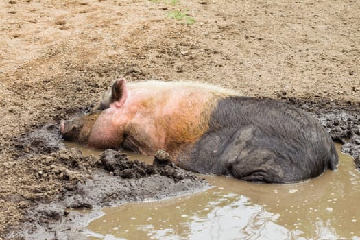 Pig animal closeup in mud water farm pen.