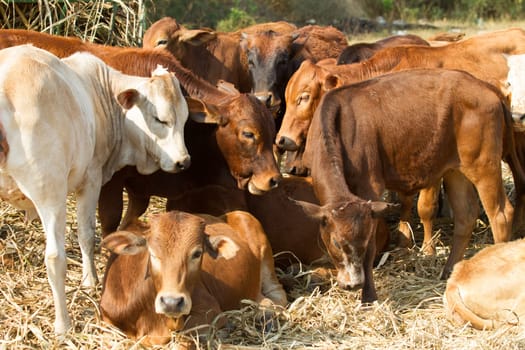 Cattle cows young heifers animals in farming field with feed racks