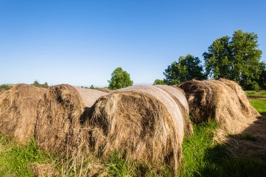 Farming grass bales of cattle feed rolled for winter in agriculture landscape.