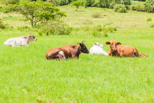 Cows cattle animals resting hot summers day in open field rural countryside.