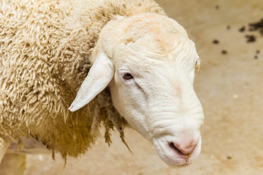 Sheep farm animal head portrait closeup detail.