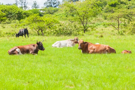 Cows cattle animals resting hot summers day in open field rural countryside.