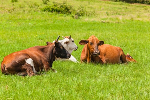 Cows cattle animals resting hot summers day in open field rural countryside.