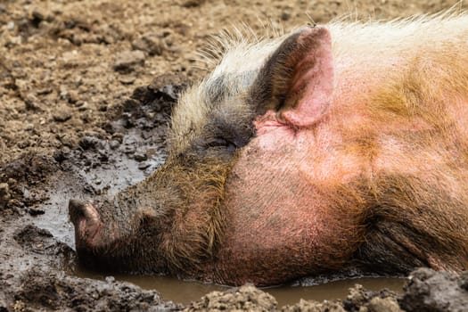 Pig animal closeup in mud water farm pen.