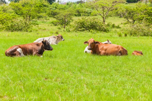 Cows cattle animals resting hot summers day in open field rural countryside.
