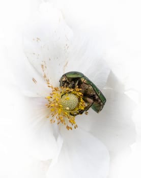 Gold shiny rose beetle on white blossom while eating in front of white background
