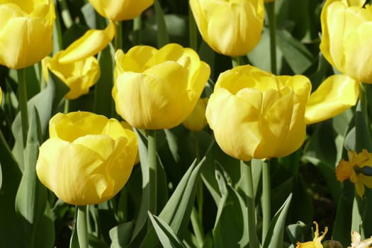 Yellow flowering tulips (Tulipa), Germany
