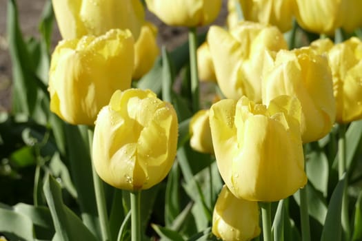 Yellow flowering tulips (Tulipa), Germany