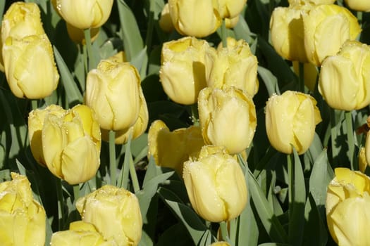 Yellow flowering tulips (Tulipa), Germany