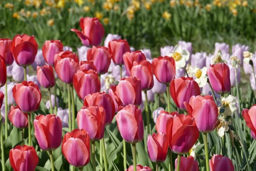 Red flowering tulips (Tulipa), Germany