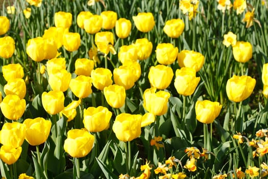 Yellow flowering tulips (Tulipa), Germany