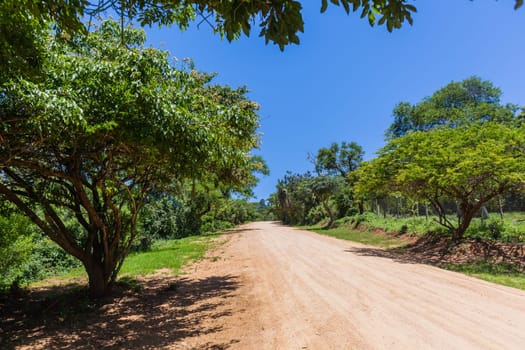Rural dirt road uphill out of valley through summer trees thick bush tropical terrain landscape.