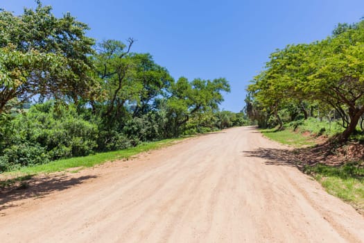 Rural dirt road uphill out of valley through summer trees thick bush tropical terrain landscape.