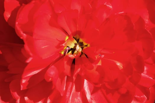 Red rose with pistil, Germany