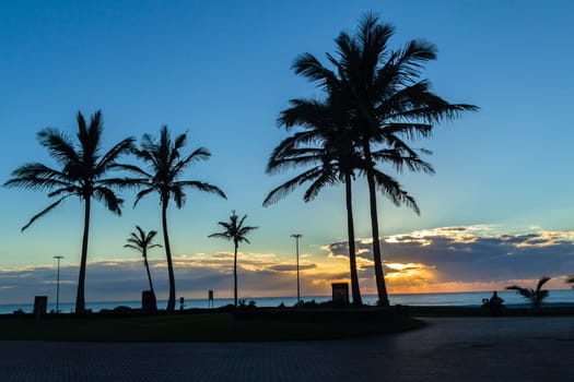 Dawn ocean sunrise along beach promenade with silhouetted palm trees scenic colors landscape..