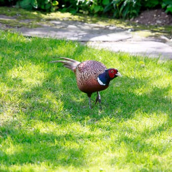 male pheasant (Phasianus colchicus) in the garden