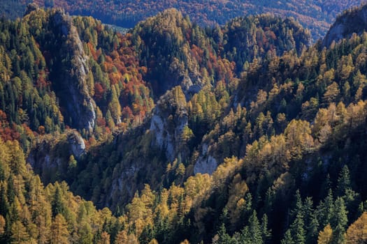 autumn forest in the Ciucas Mountains, Romania