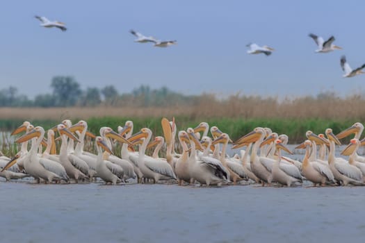 white pelicans (pelecanus onocrotalus) in Danube Delta, Romania